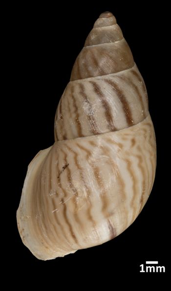 Media type: image;   Malacology 160197 Aspect: dorsal